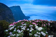 峨眉高山杜鵑盛放 云端山野繁花似錦